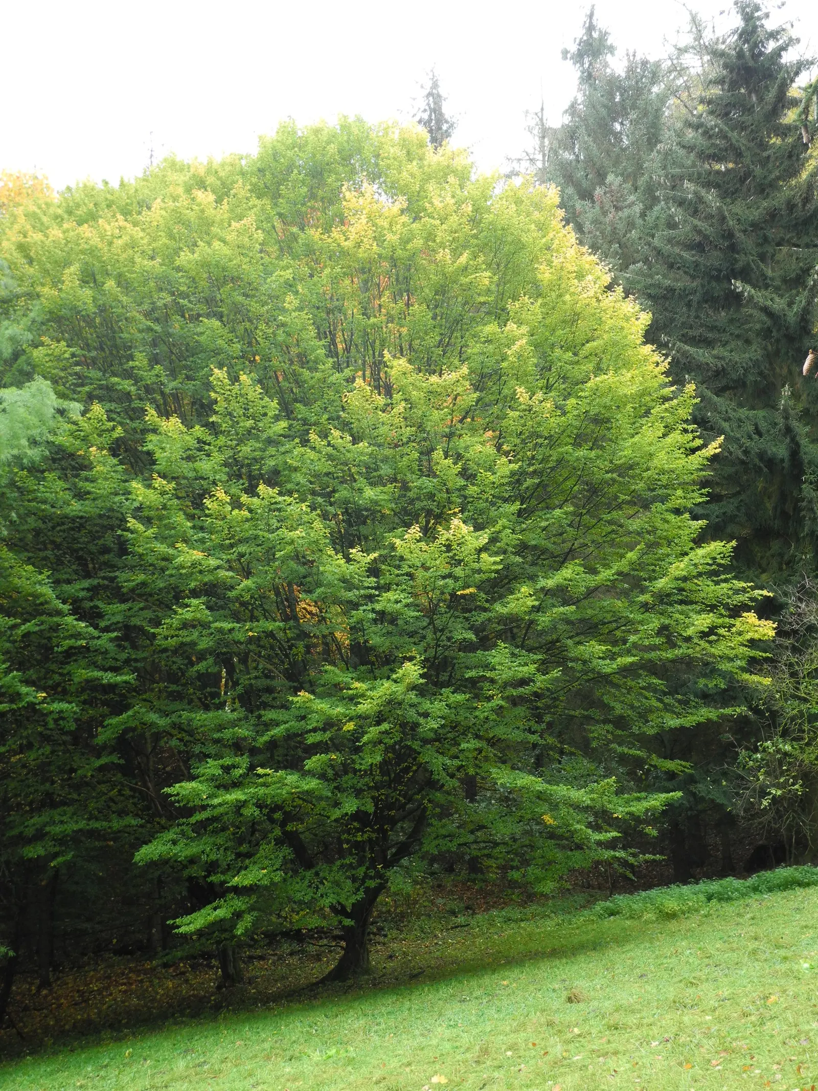 Pyramidal European Hornbeam (Carpinus Betulus 'Fastigiata') — tree for full