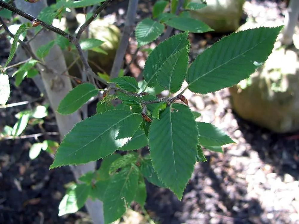 Pyramidal European Hornbeam (Carpinus Betulus 'Fastigiata') — Perfect for formal landscapes and narrow spaces due to its compact growth habit
