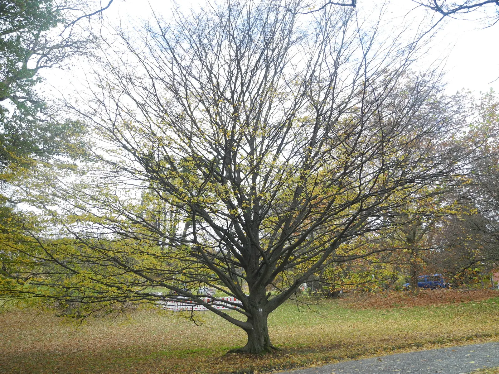 Pyramidal European Hornbeam (Carpinus Betulus 'Fastigiata') — that emerge in a bright green hue and transition to a deeper