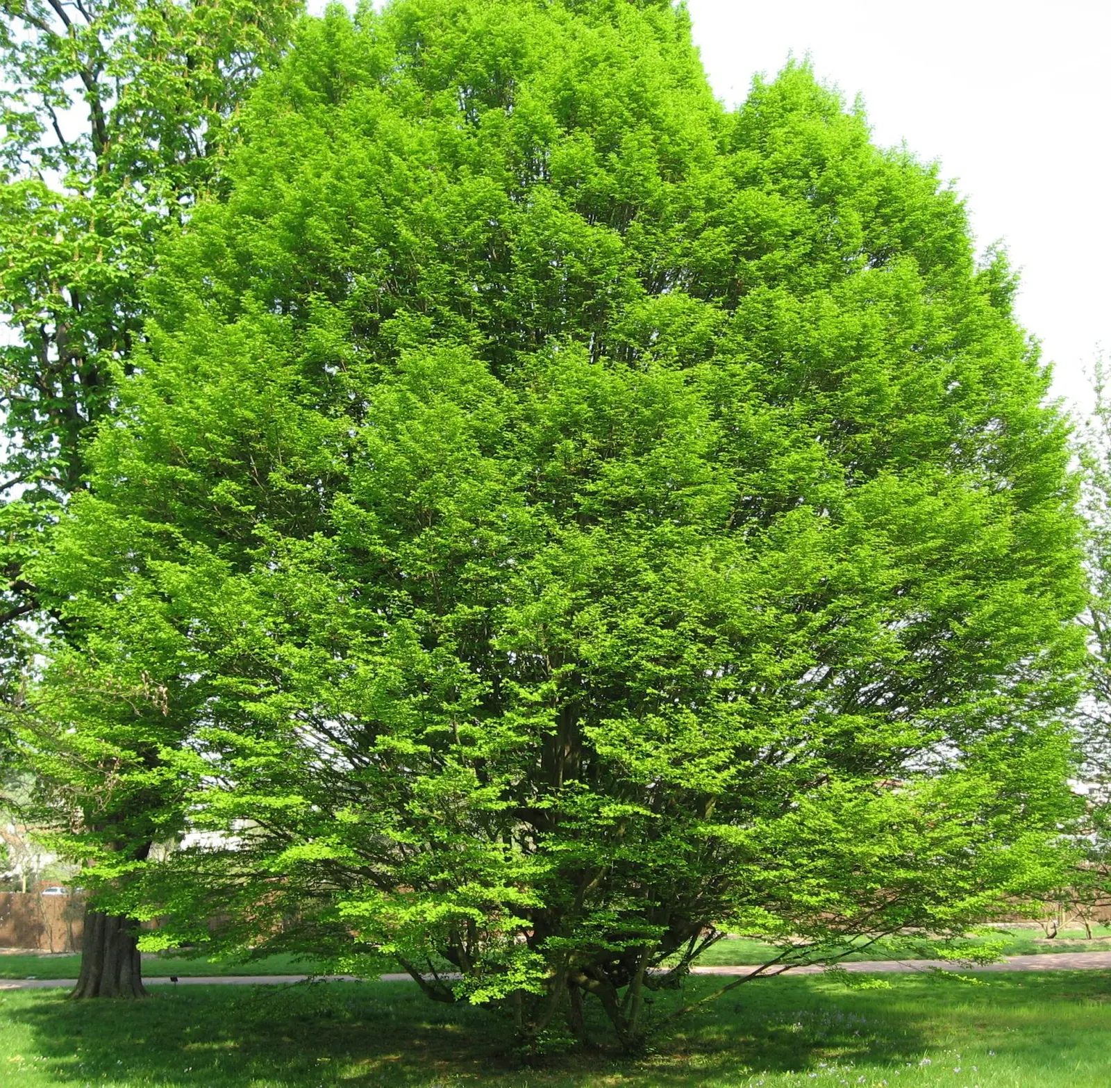 Pyramidal European Hornbeam (Carpinus Betulus 'Fastigiata') — It has densely arranged, serrated green leaves turning yellow in fall