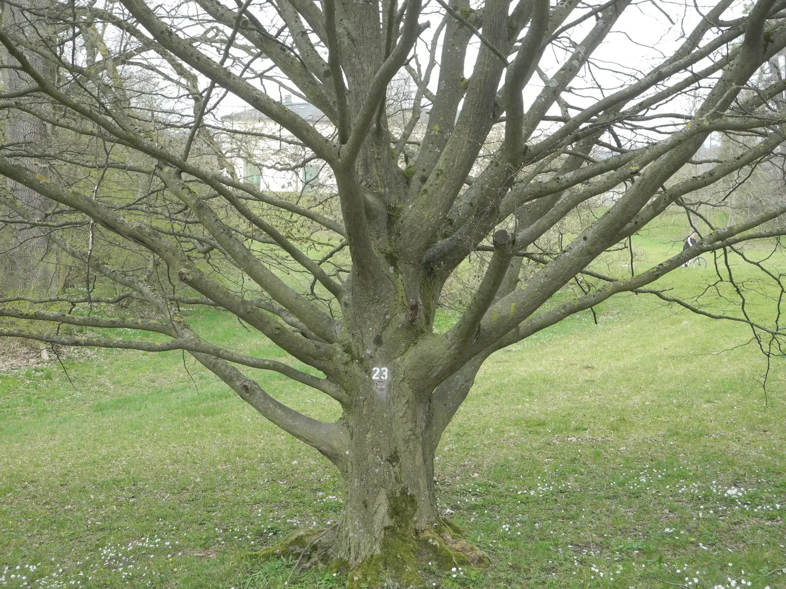 Pyramidal European Hornbeam (Carpinus Betulus 'Fastigiata') — making it suitable for hedgerows or as a stand-alone specimen