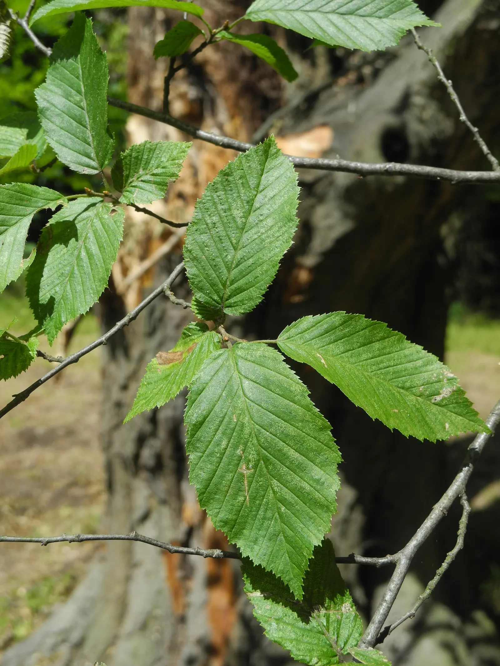 Pyramidal European Hornbeam (Carpinus Betulus 'Fastigiata') — reaching heights of 40-60 feet with a spread of 20-30 feet