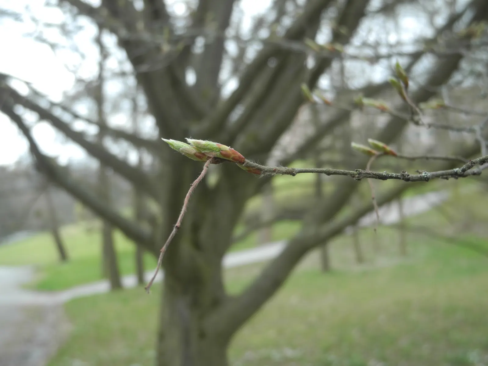 Pyramidal European Hornbeam (Carpinus Betulus 'Fastigiata') — glossy green as they mature