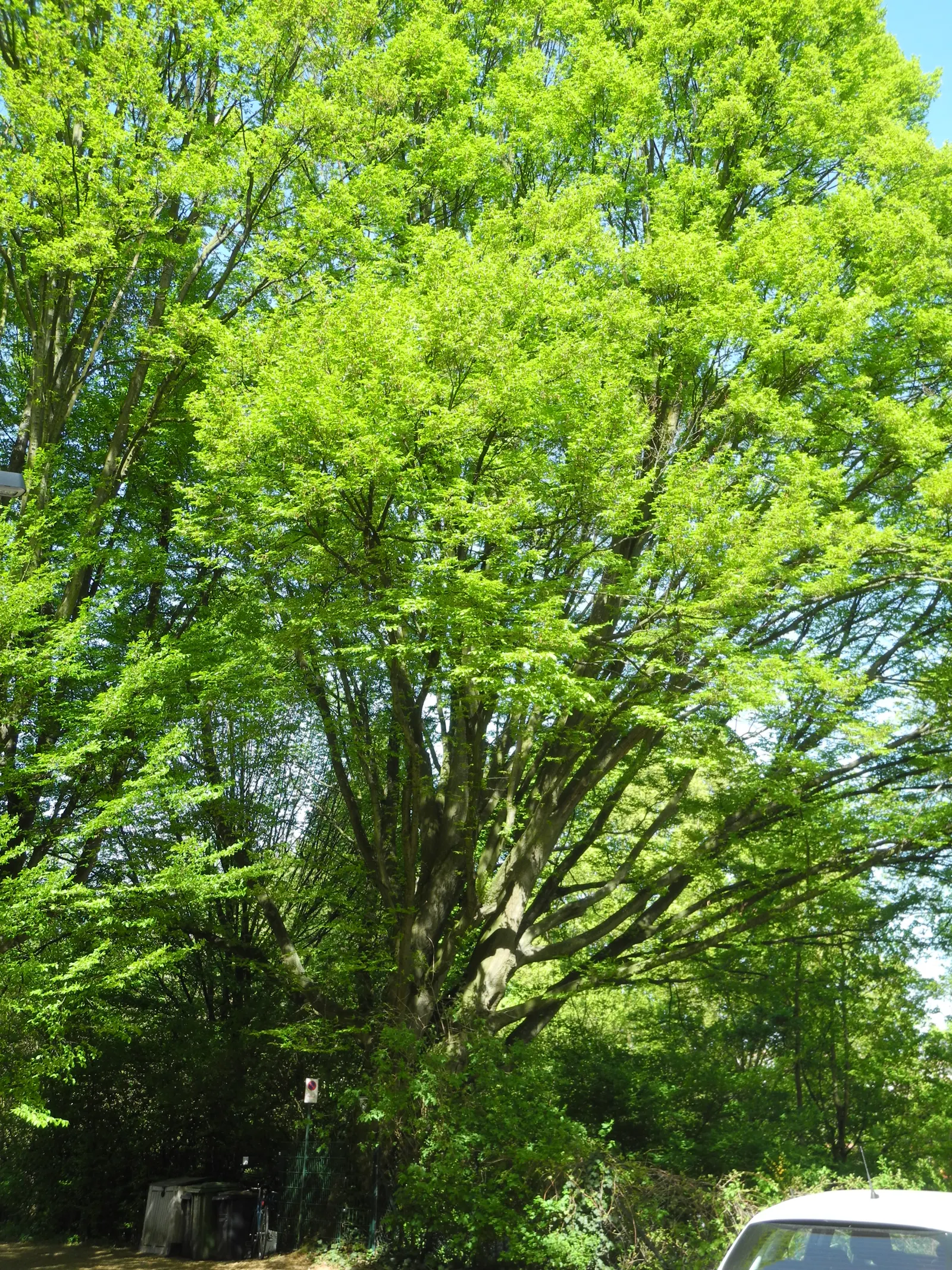 Pyramidal European Hornbeam (Carpinus Betulus 'Fastigiata') — reaching heights of 40-60 feet with a spread of 20-30 feet; the leaves offer a splendid display