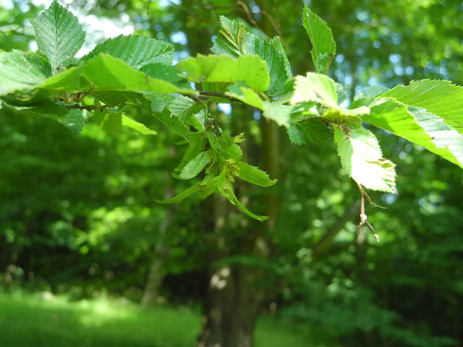Pyramidal European Hornbeam (Carpinus Betulus 'Fastigiata') — demonstrating a strong tolerance to a variety of soil types