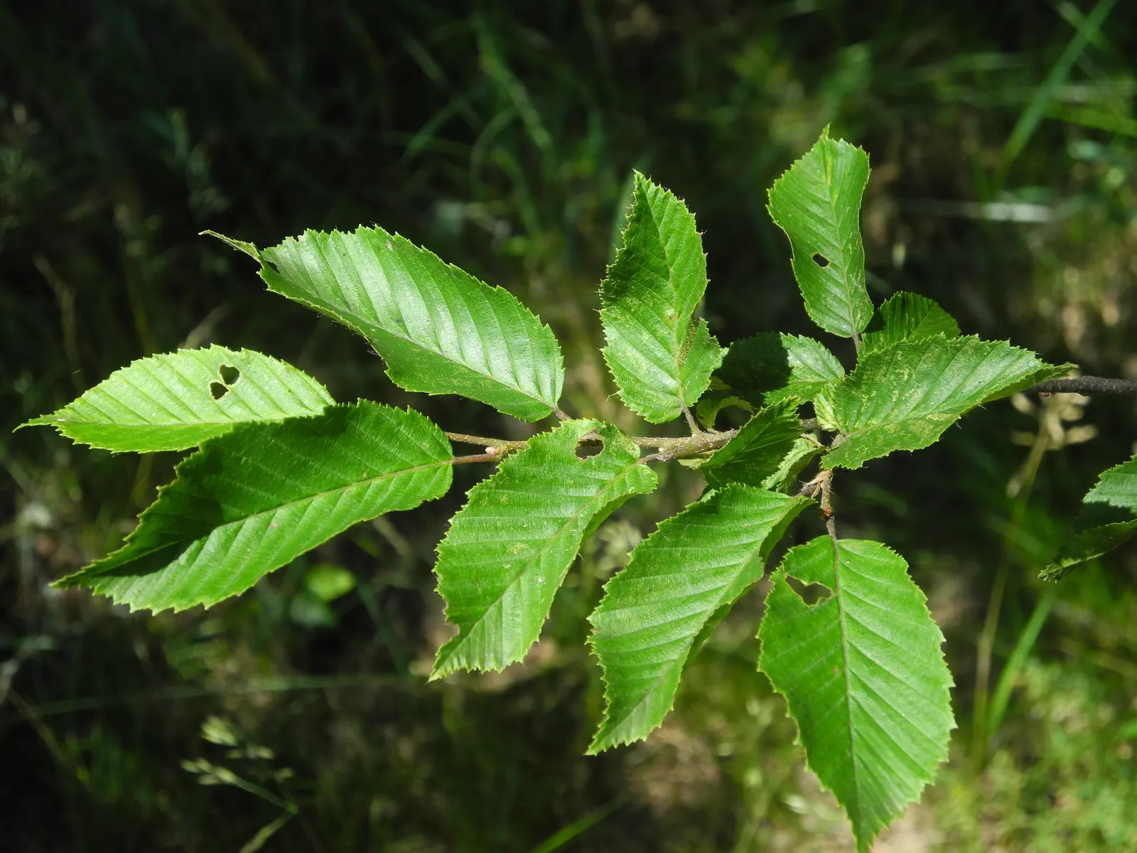 Pyramidal European Hornbeam (Carpinus Betulus 'Fastigiata') — the leaves offer a splendid display