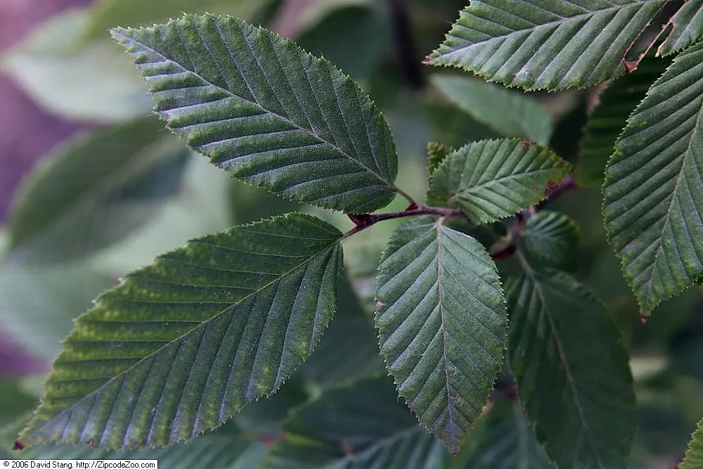 Pyramidal European Hornbeam (Carpinus Betulus 'Fastigiata') — is a stately deciduous tree renowned for its compact and upright form; making it an excellent