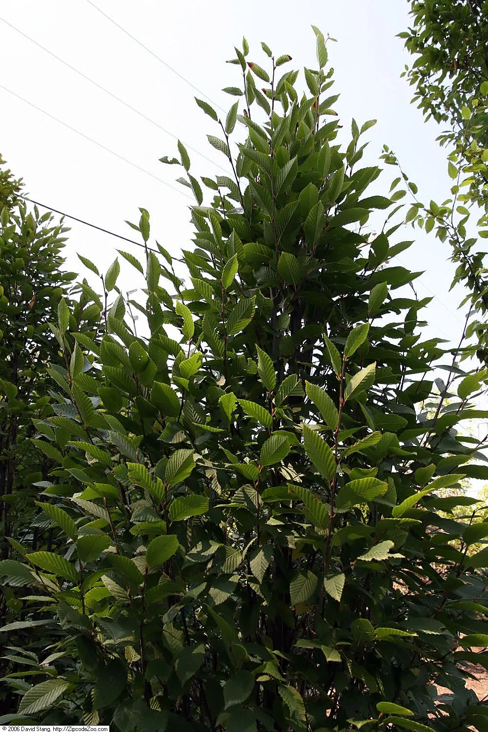 Pyramidal European Hornbeam (Carpinus Betulus 'Fastigiata') — The Pyramidal European Hornbeam (Carpinus betulus 'Fastigiata') is an upright; this deciduous