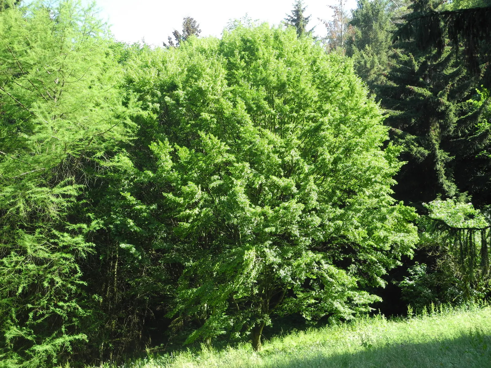 Pyramidal European Hornbeam (Carpinus Betulus 'Fastigiata') — Perfect for formal landscapes and narrow spaces due to its compact growth habit; tree for full