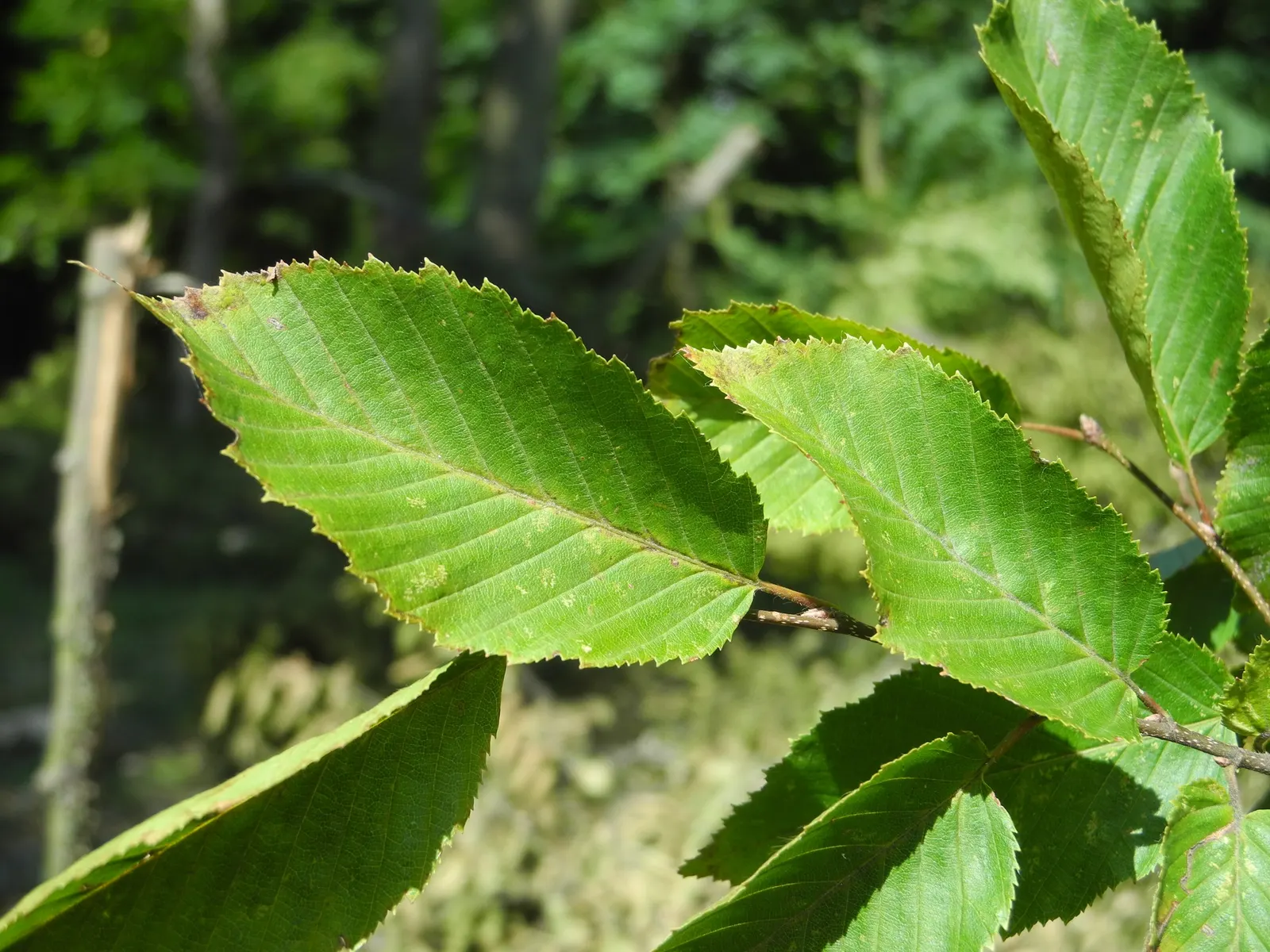 Pyramidal European Hornbeam (Carpinus Betulus 'Fastigiata') — though it thrives best in well-drained soils