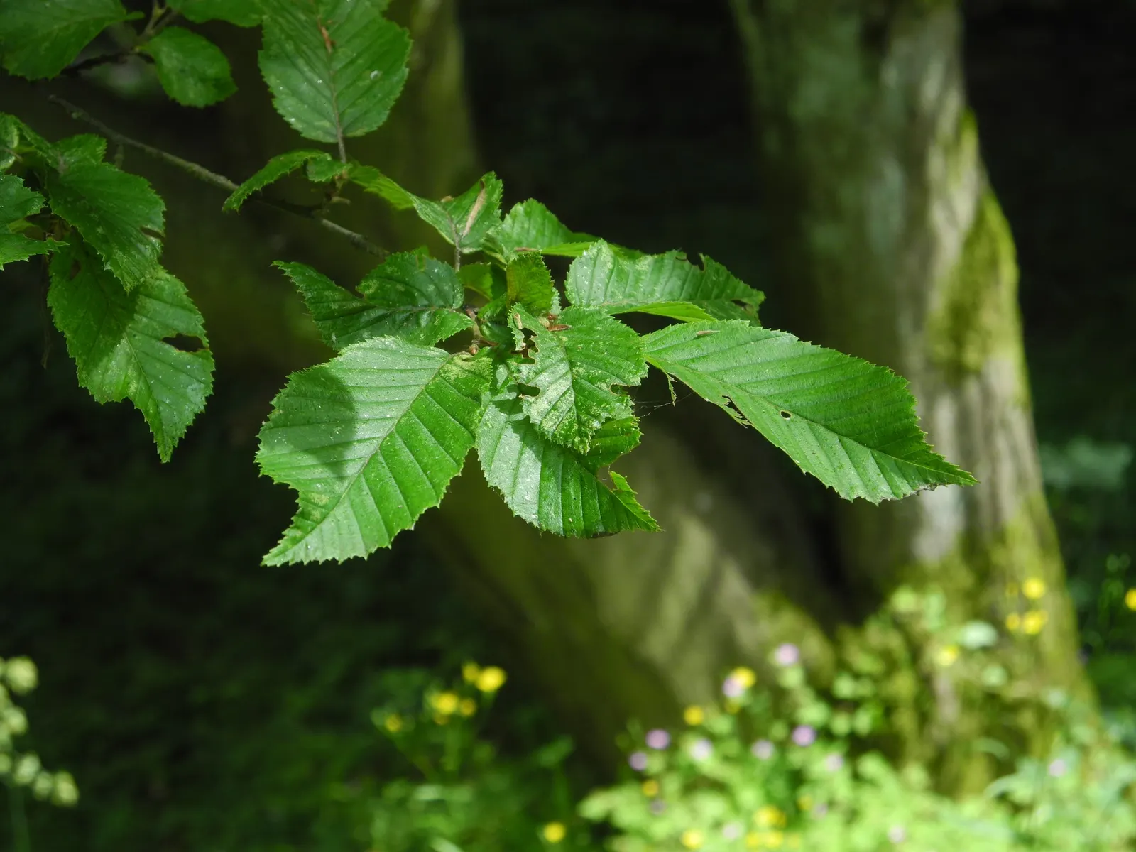 Pyramidal European Hornbeam (Carpinus Betulus 'Fastigiata') — This deciduous tree is hardy (Zones 5-8), low-maintenance, and tolerates a variety of soil types