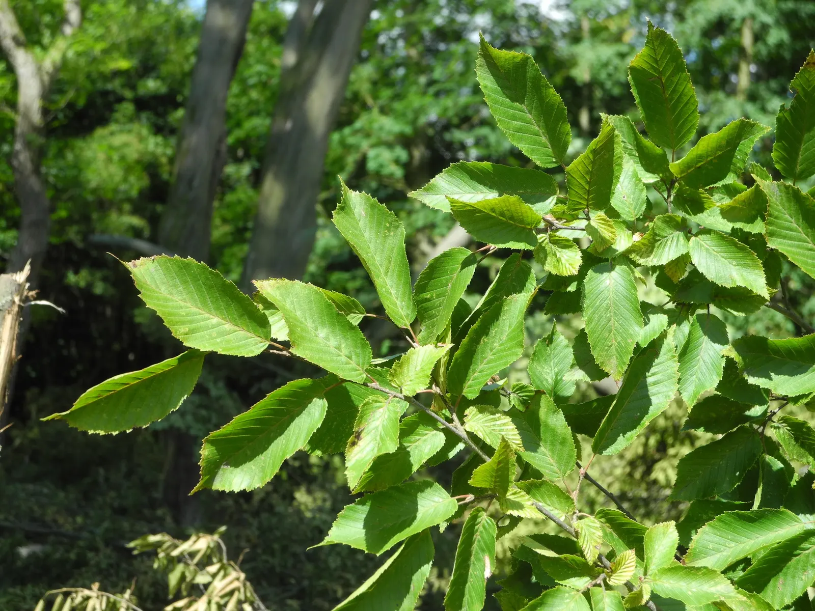 Pyramidal European Hornbeam (Carpinus Betulus 'Fastigiata') — This deciduous tree is hardy (Zones 5-8), low-maintenance, and tolerates a variety of, image 20