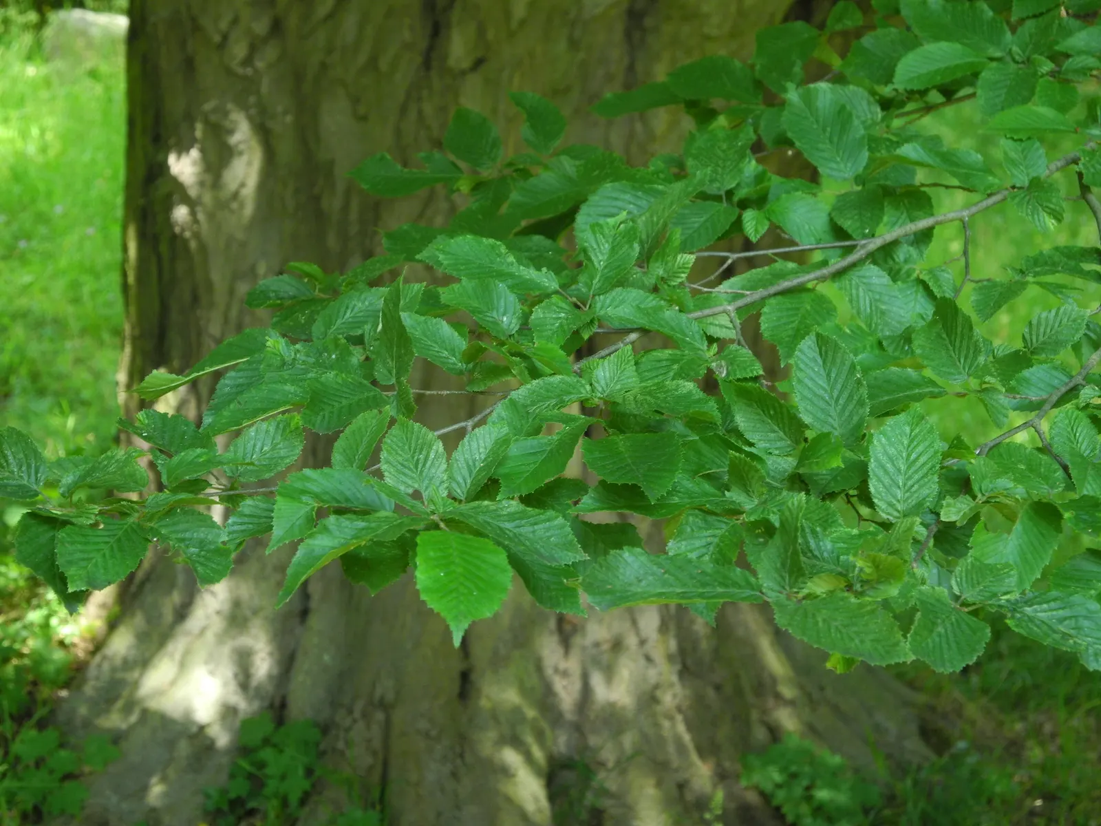 Pyramidal European Hornbeam (Carpinus Betulus 'Fastigiata') — is relatively drought-tolerant