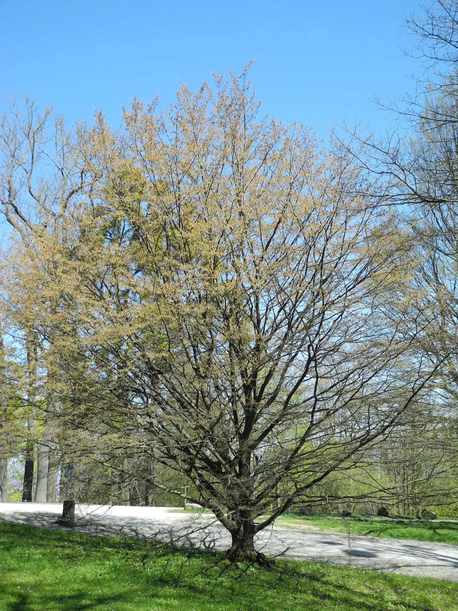 Pyramidal European Hornbeam (Carpinus Betulus 'Fastigiata') — The Pyramidal European Hornbeam (Carpinus betulus 'Fastigiata') is an upright