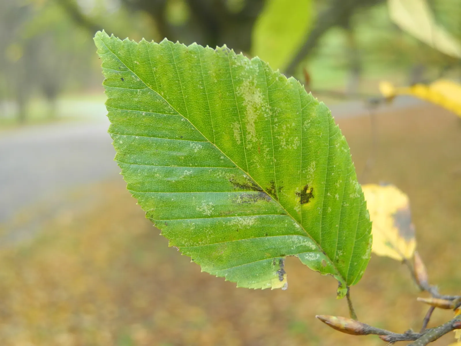 Pyramidal European Hornbeam (Carpinus Betulus 'Fastigiata') — is a stately deciduous tree renowned for its compact and upright form