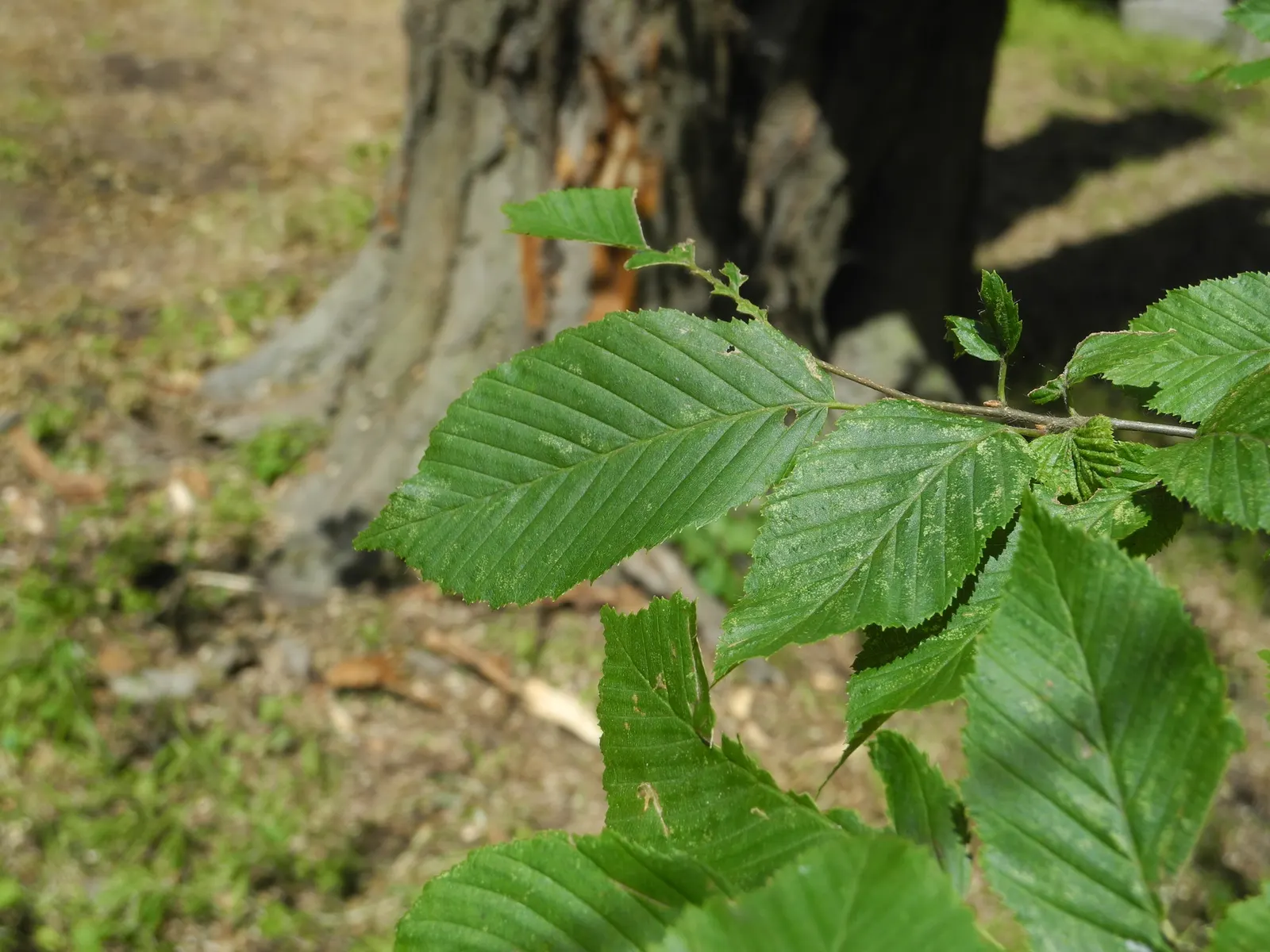 Pyramidal European Hornbeam (Carpinus Betulus 'Fastigiata') — With a mature height typically ranging between 30 and 40 feet and a spread of about 20 to 30 feet