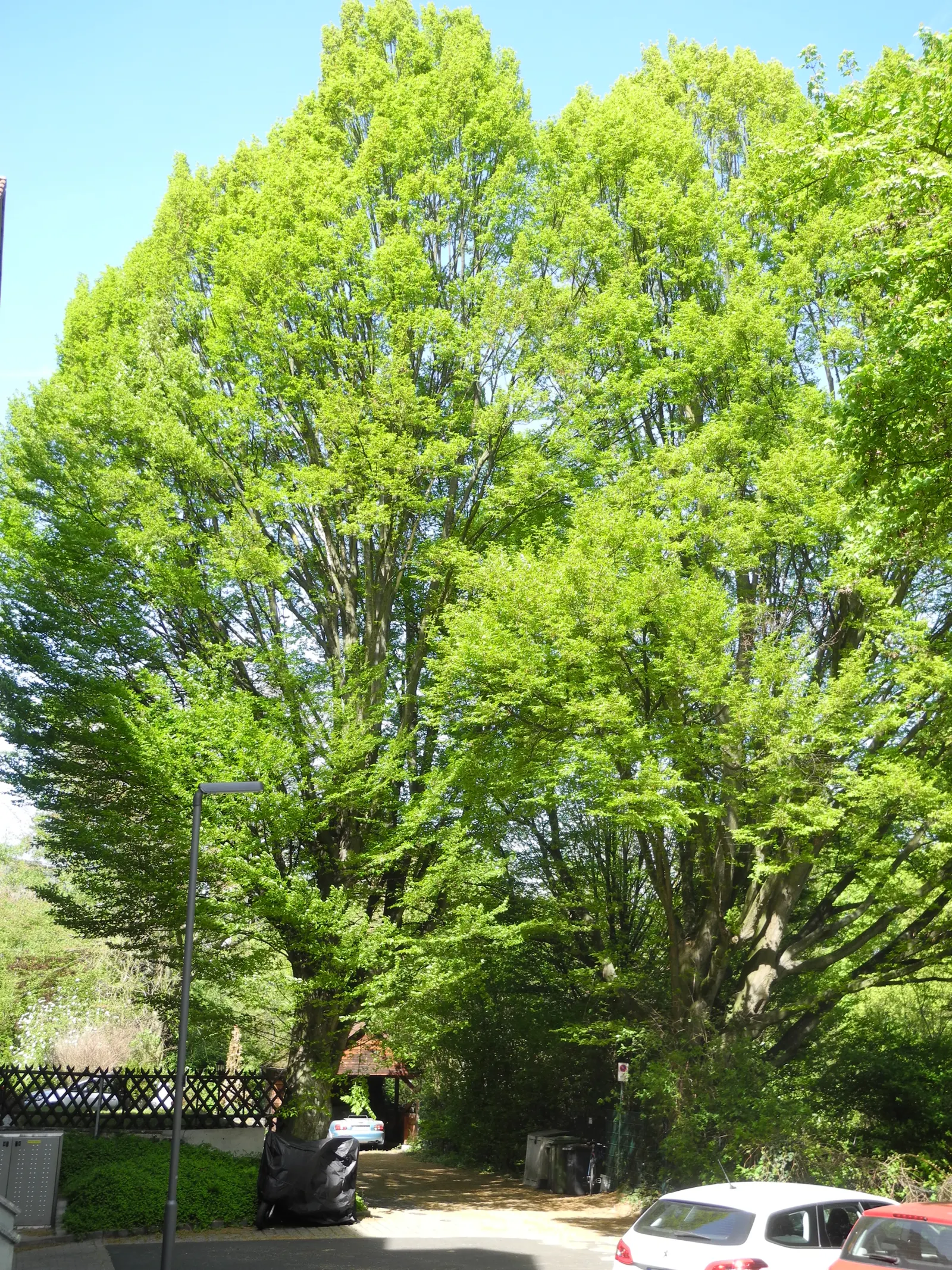 Pyramidal European Hornbeam (Carpinus Betulus 'Fastigiata') — making it an excellent choice for both formal landscapes and narrow spaces; is relatively