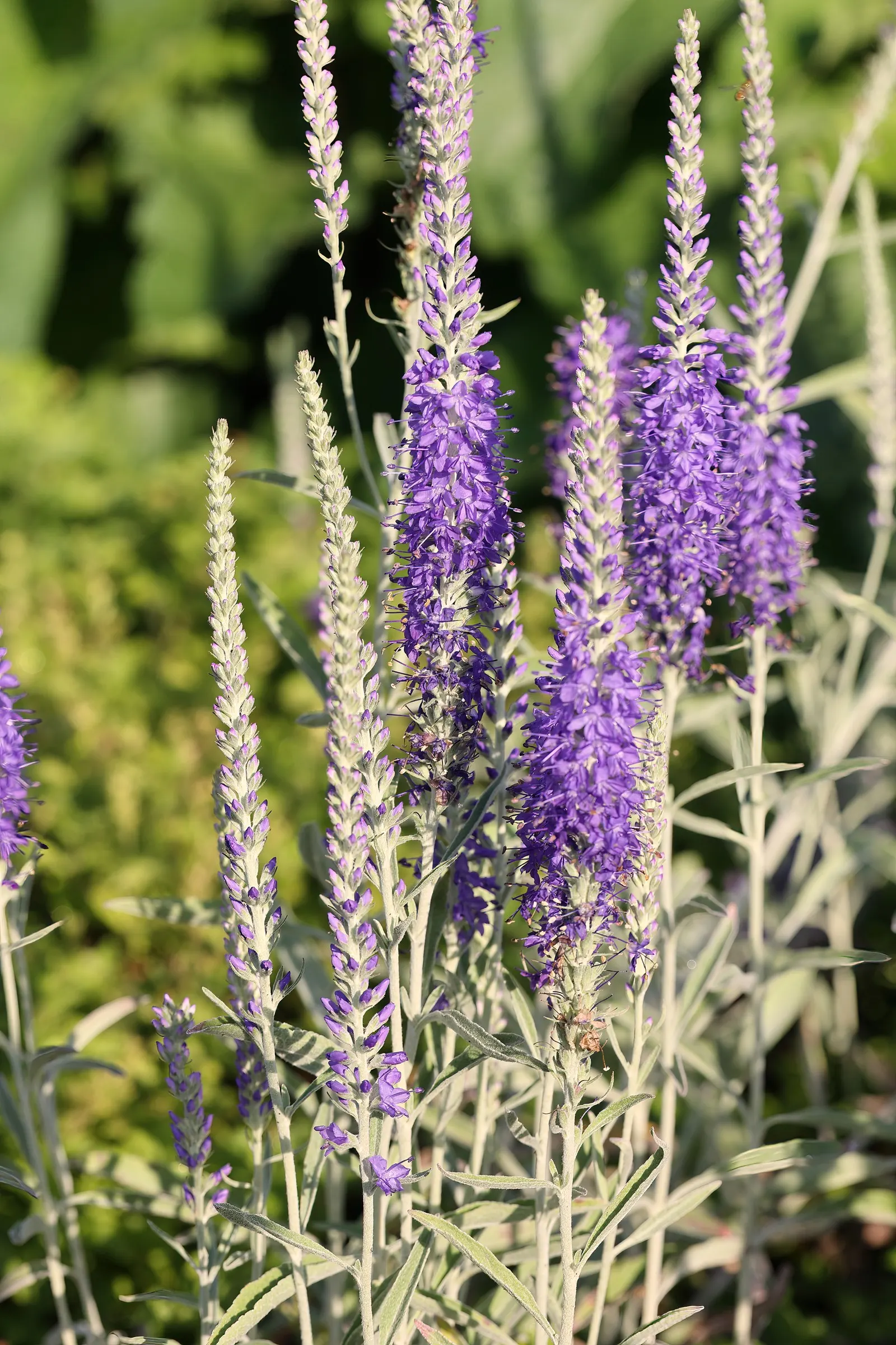 Woolly Or Silver Speedwell (Veronica Spicata Incana) — The flowering season begins in early to mid-summer and extends through to late summer, image 35
