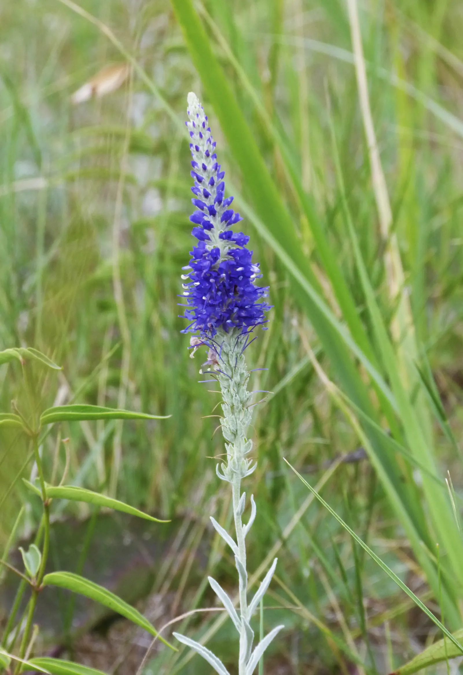 Woolly Or Silver Speedwell (Veronica Spicata Incana) — This plant is particularly noted for its silvery-grey foliage and vibrant spires of cobalt blue flowers