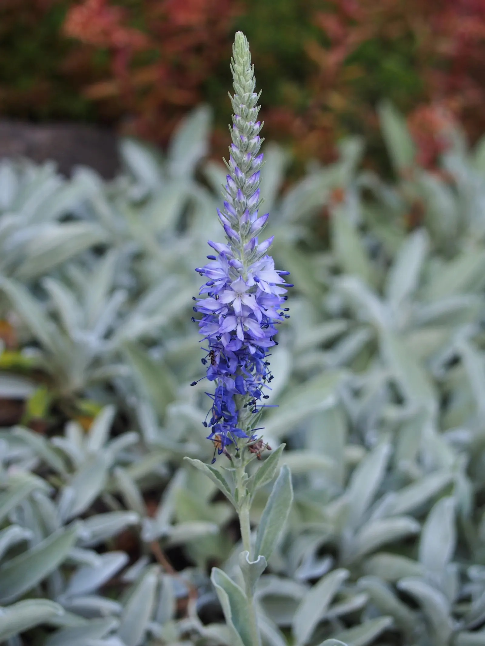 Woolly Or Silver Speedwell (Veronica Spicata Incana) — this plant thrives in full sun to part shade and prefers well-drained soil