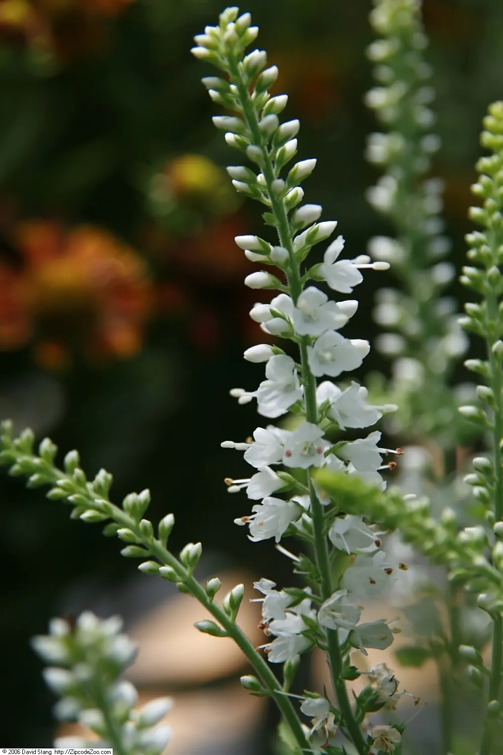 Woolly Or Silver Speedwell (Veronica Spicata Incana) — Veronica spicata incana is drought-resistant