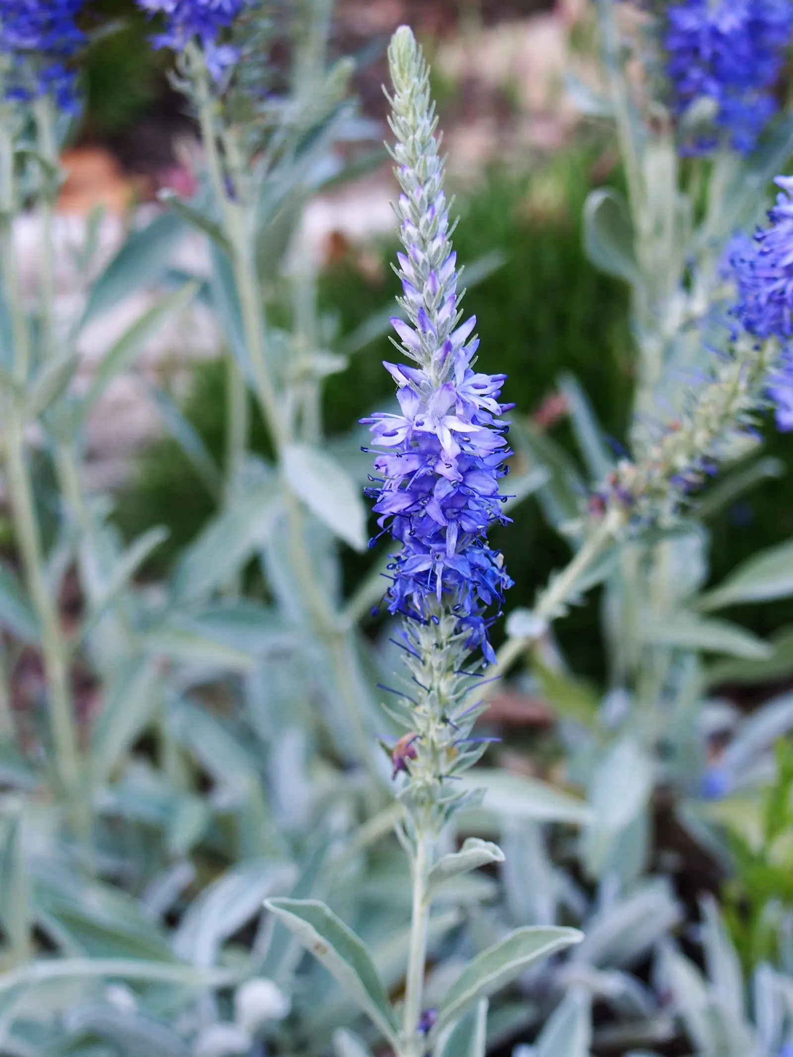 Woolly Or Silver Speedwell (Veronica Spicata Incana) — is a striking perennial that commands attention in any landscape design