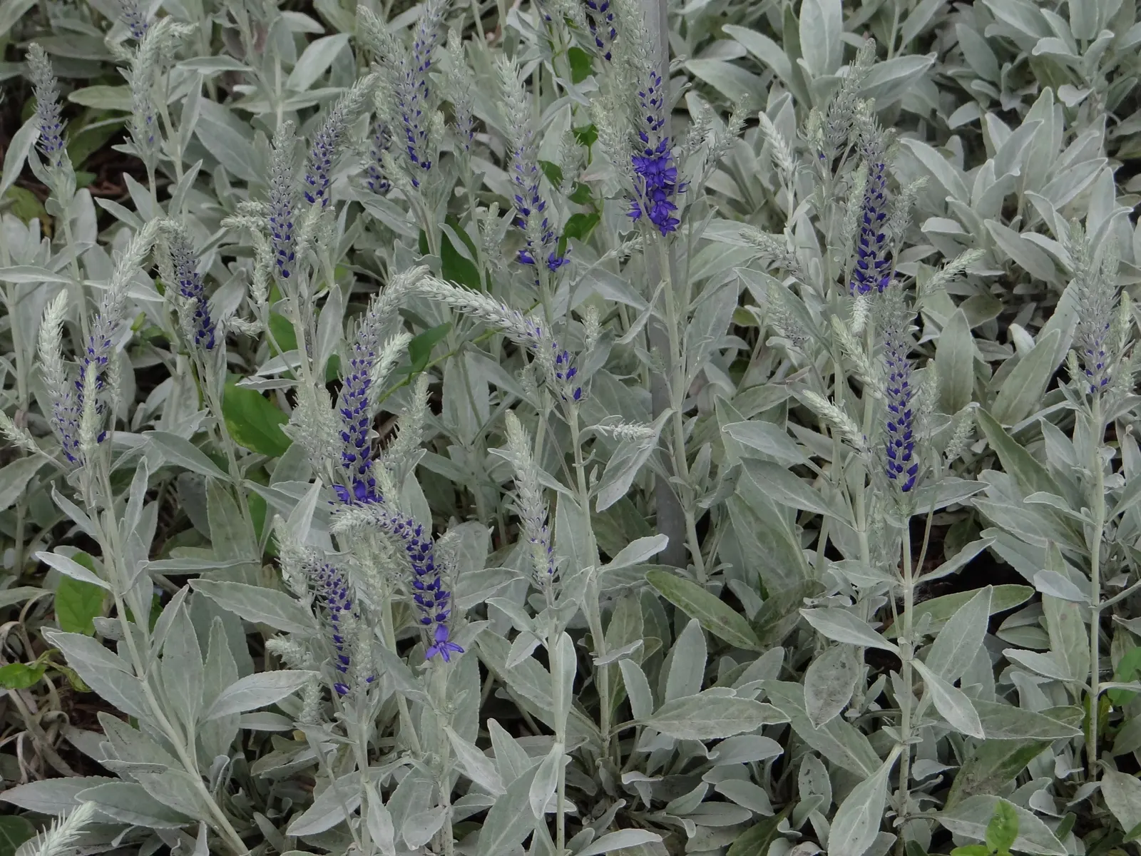 Woolly Or Silver Speedwell (Veronica Spicata Incana) — its vertical flower spikes add height and texture