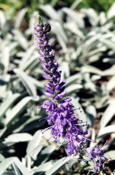 Woolly Or Silver Speedwell (Veronica Spicata Incana) — Ideal for borders, rock gardens, and as ground cover, it offers low maintenance allure with high visual