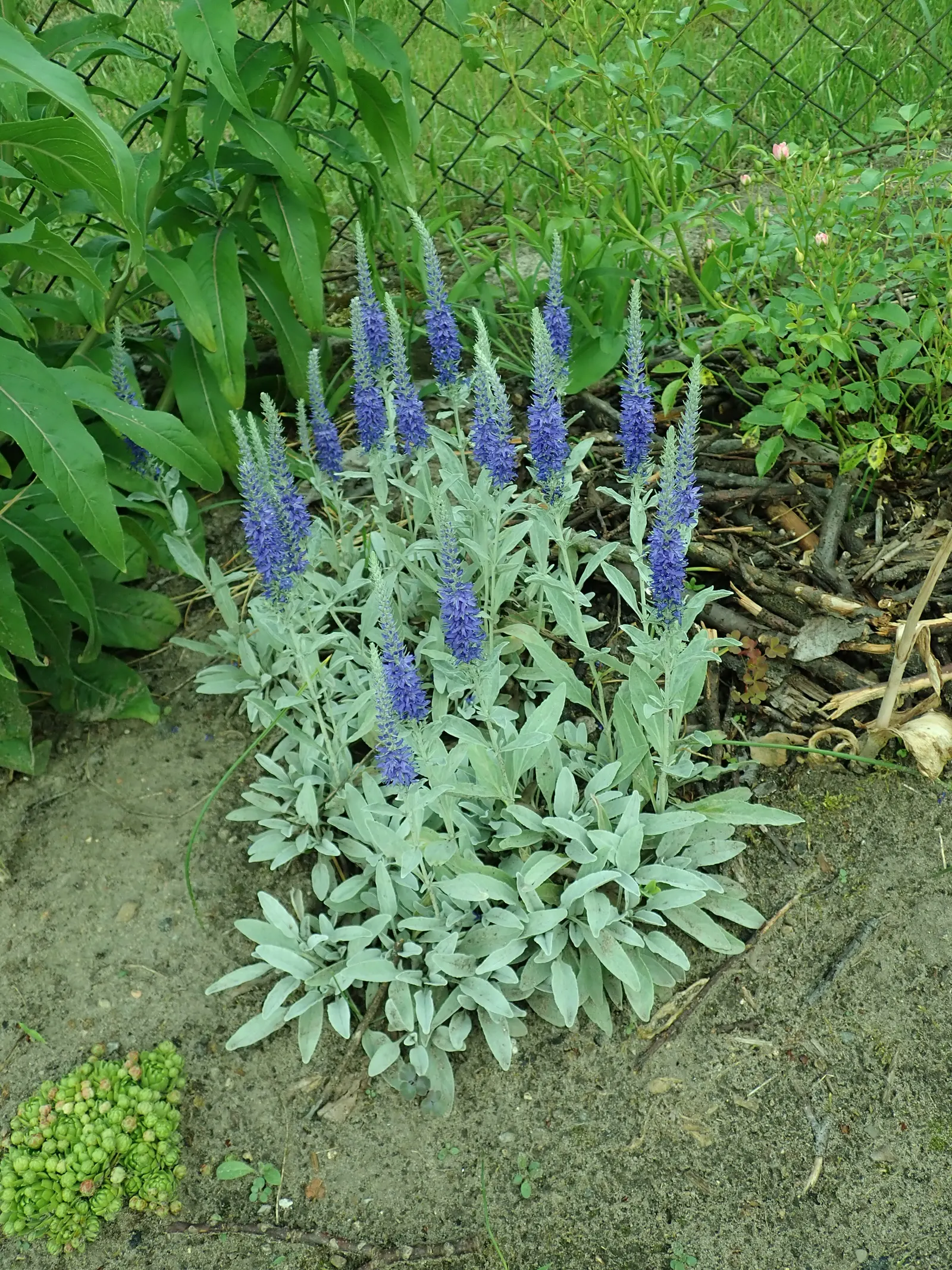 Woolly Or Silver Speedwell (Veronica Spicata Incana) — providing a long-lasting display of color.<br><br>Hardy in USDA zones 4 through 8; while its silvery