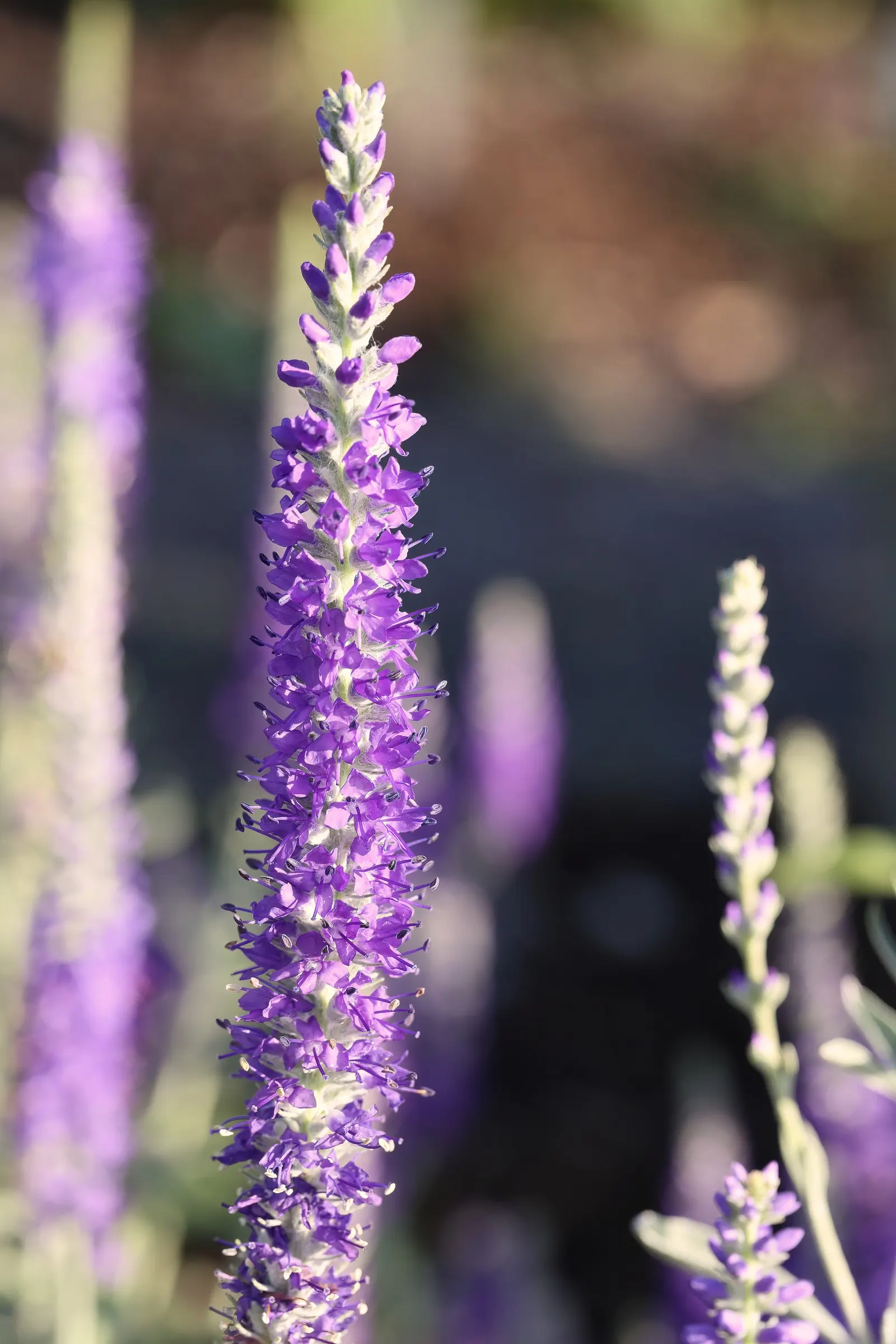 Woolly Or Silver Speedwell (Veronica Spicata Incana) — Veronica spicata incana is drought-resistant; with a similar spread of about 12 to 18 inches