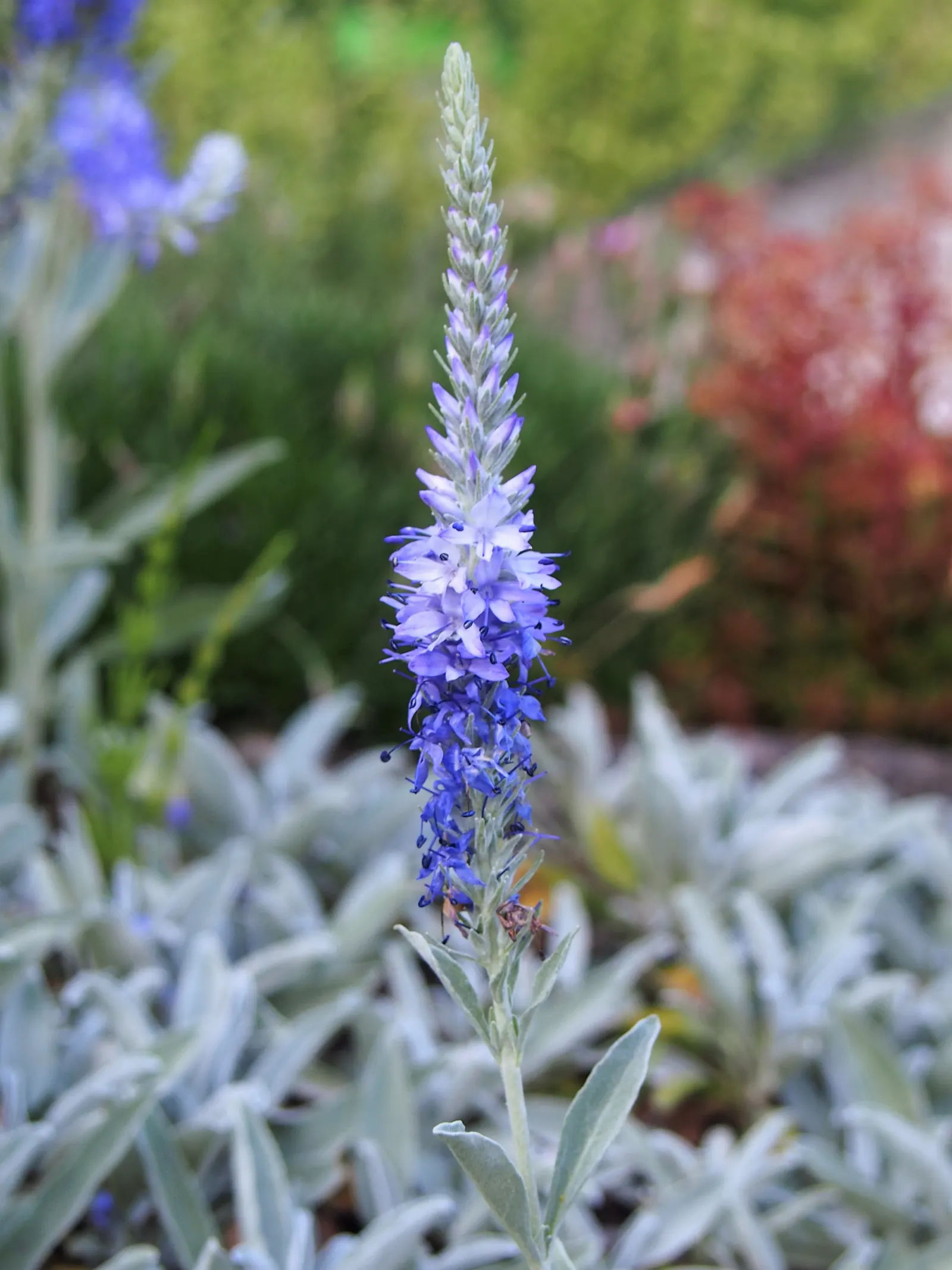 Woolly Or Silver Speedwell (Veronica Spicata Incana) — providing a long-lasting display of color.<br><br>Hardy in USDA zones 4 through 8