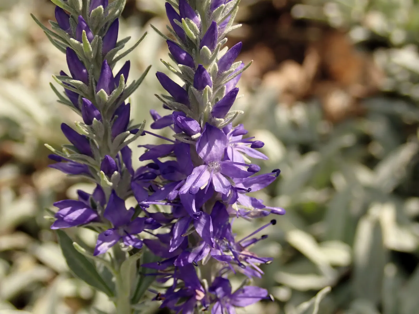 Woolly Or Silver Speedwell (Veronica Spicata Incana) — Bloom time spans early to late summer, attracting butterflies and bees; its vertical flower spikes add