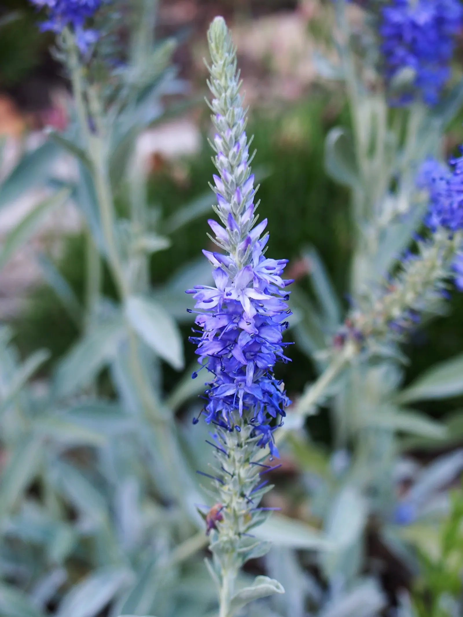 Woolly Or Silver Speedwell (Veronica Spicata Incana) — which can be an excellent attribute for sustainable landscape designs