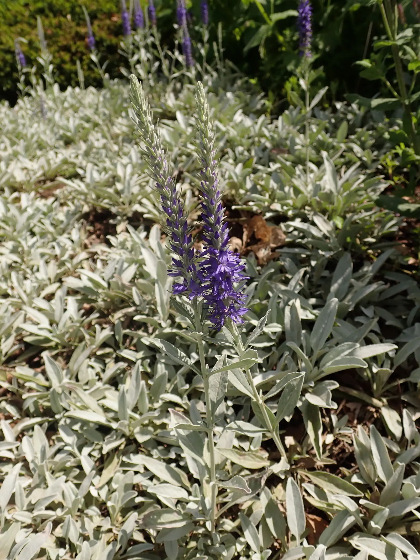 Woolly Or Silver Speedwell (Veronica Spicata Incana) — Regular deadheading can encourage further blooming and maintain the plant's neat appearance