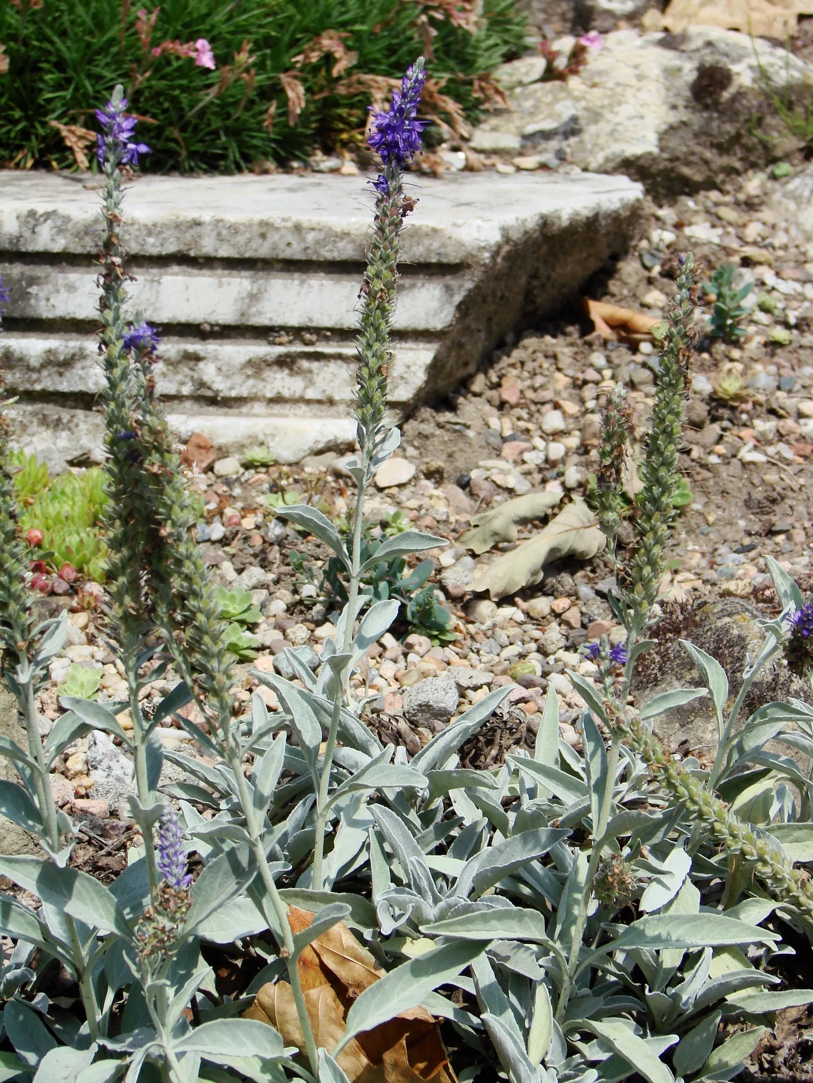 Woolly Or Silver Speedwell (Veronica Spicata Incana) — blue flowers in the garden