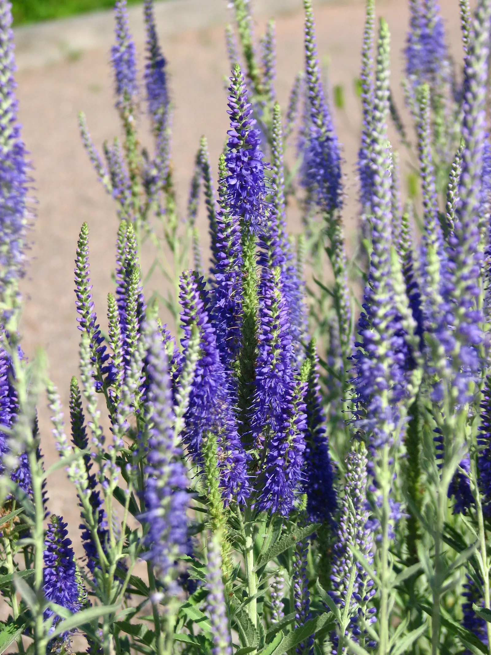 Woolly Or Silver Speedwell (Veronica Spicata Incana) — ground cover / perennial with blue blooms