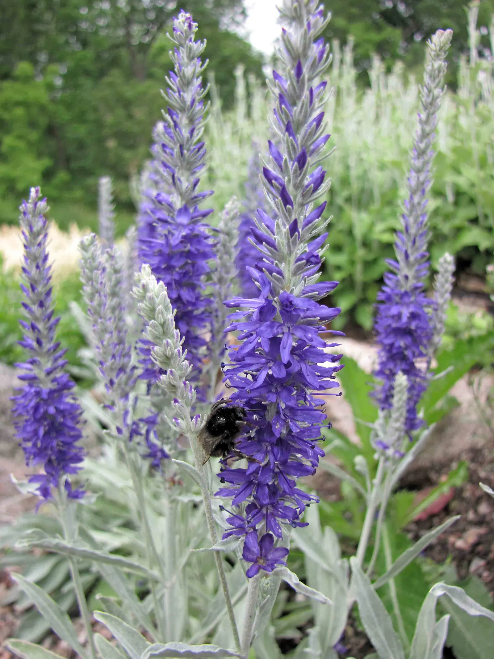 Woolly Or Silver Speedwell (Veronica Spicata Incana) — making it a perfect mid-border selection