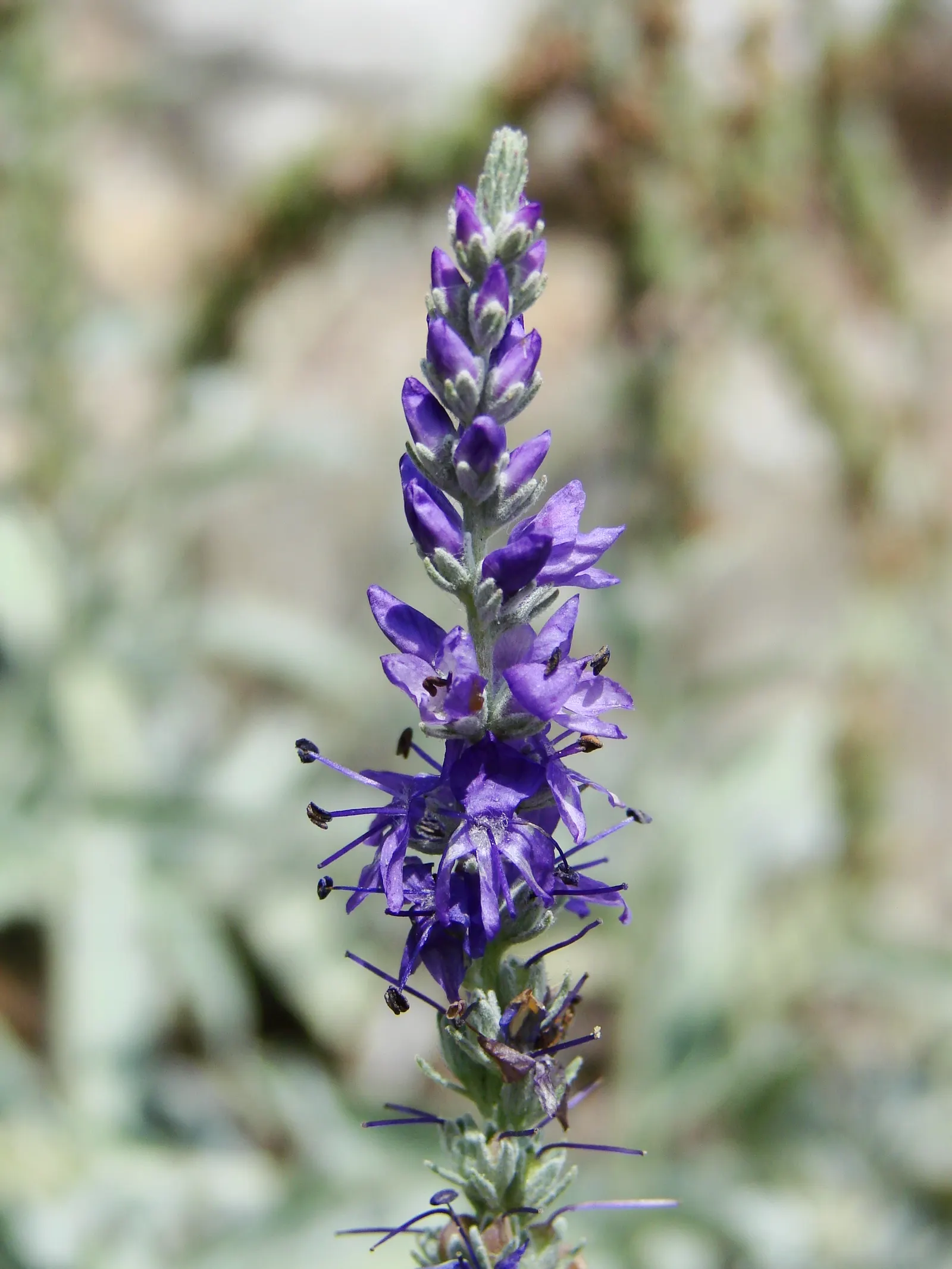 Woolly Or Silver Speedwell (Veronica Spicata Incana) — It thrives in USDA zones 3-8, preferring full sun and well-draining soil