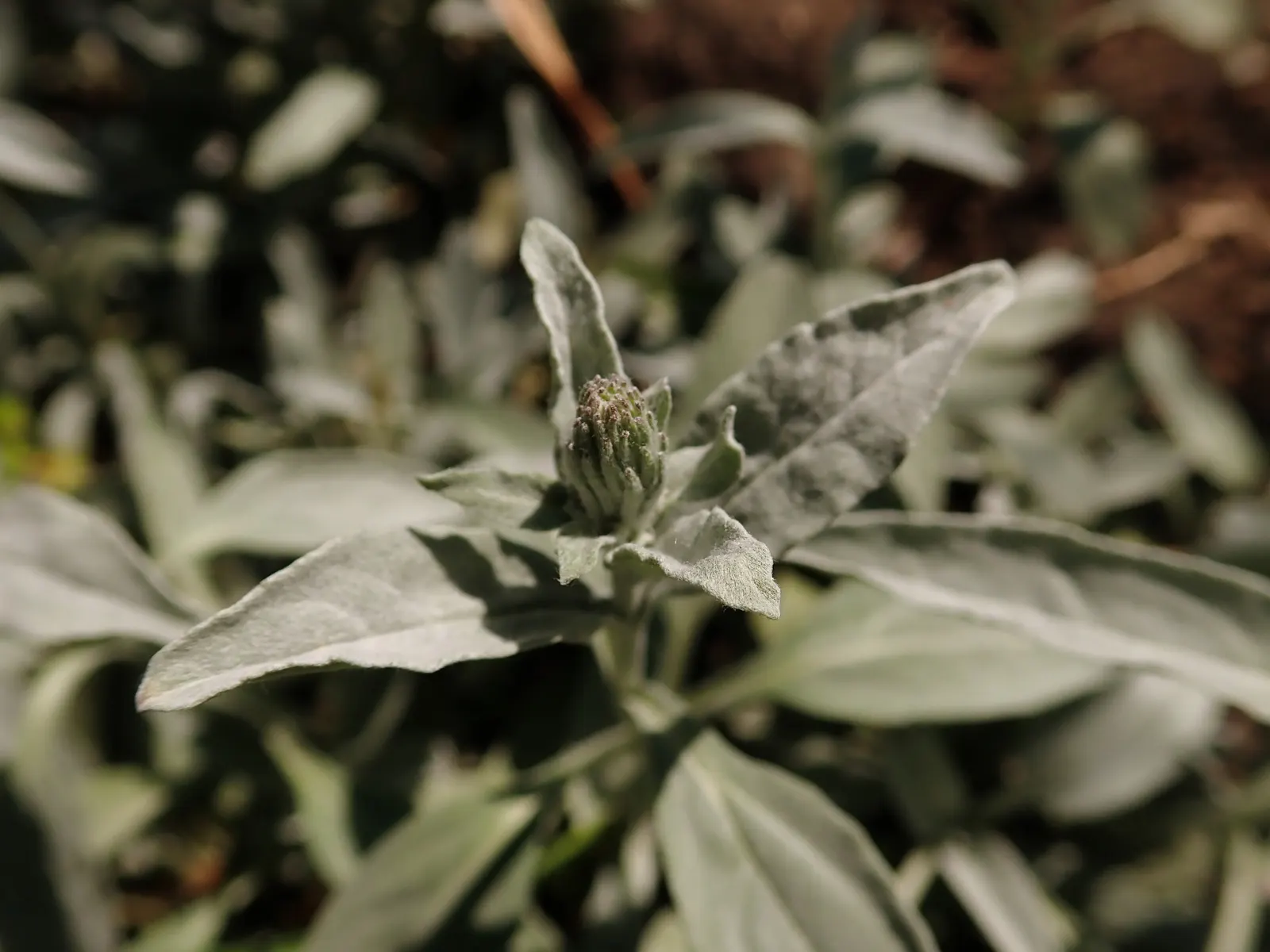 Woolly Or Silver Speedwell (Veronica Spicata Incana) — which can be an excellent attribute for sustainable landscape designs; it is also deer-resistant