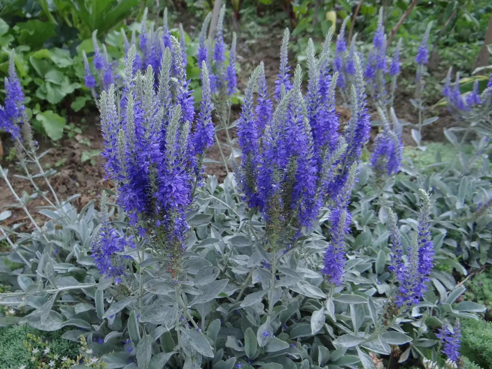 Woolly Or Silver Speedwell (Veronica Spicata Incana) — It thrives in USDA zones 3-8, preferring full sun and well-draining soil; this drought-tolerant plant