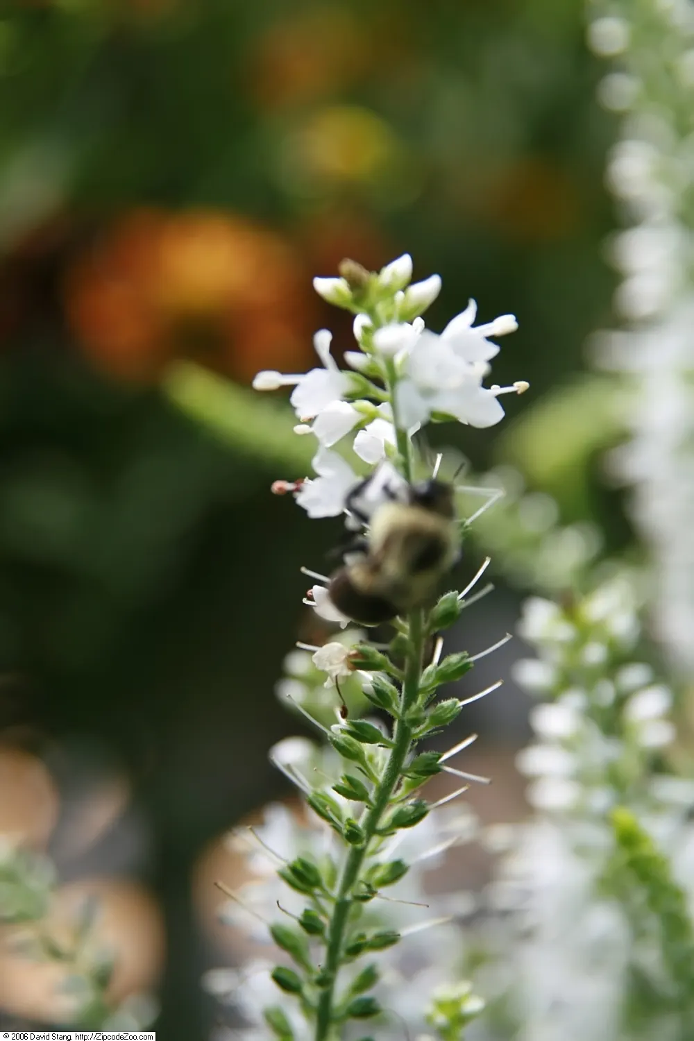 Woolly Or Silver Speedwell (Veronica Spicata Incana) — It is also deer-resistant