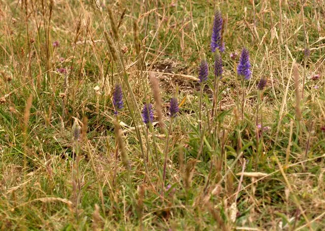 Woolly Or Silver Speedwell (Veronica Spicata Incana) — The flowering season begins in early to mid-summer and extends through to late summer