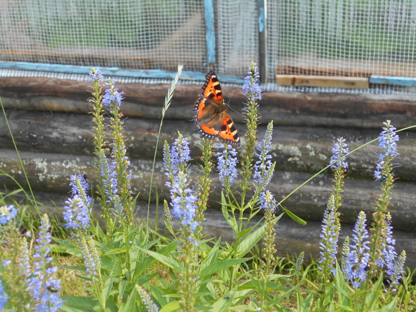 Woolly Or Silver Speedwell (Veronica Spicata Incana) — ground cover / perennial for full