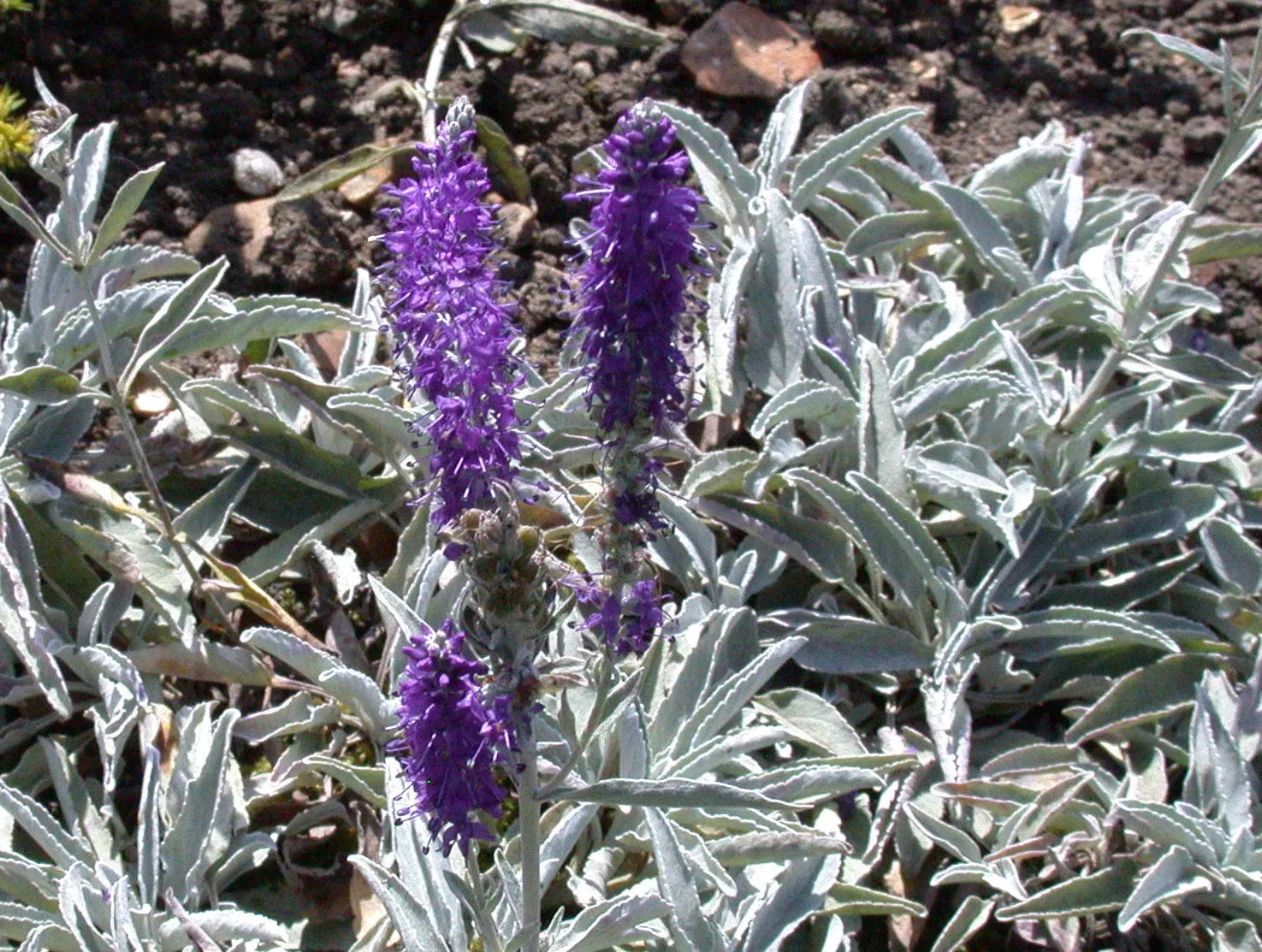 Woolly Or Silver Speedwell (Veronica Spicata Incana) — Bloom time spans early to late summer, attracting butterflies and bees
