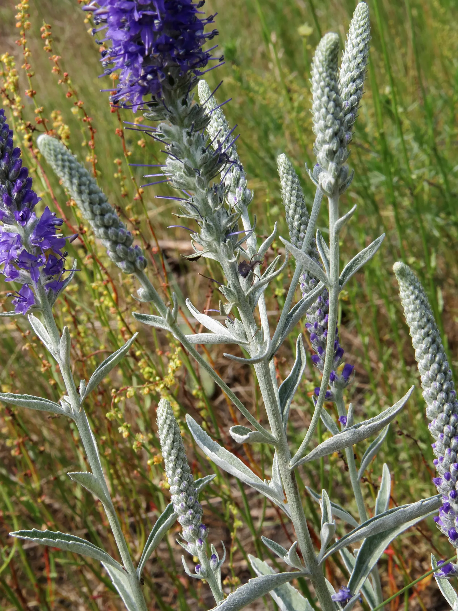 Woolly Or Silver Speedwell (Veronica Spicata Incana) — making it a perfect mid-border selection; ideal for borders, rock gardens, and as ground cover, it