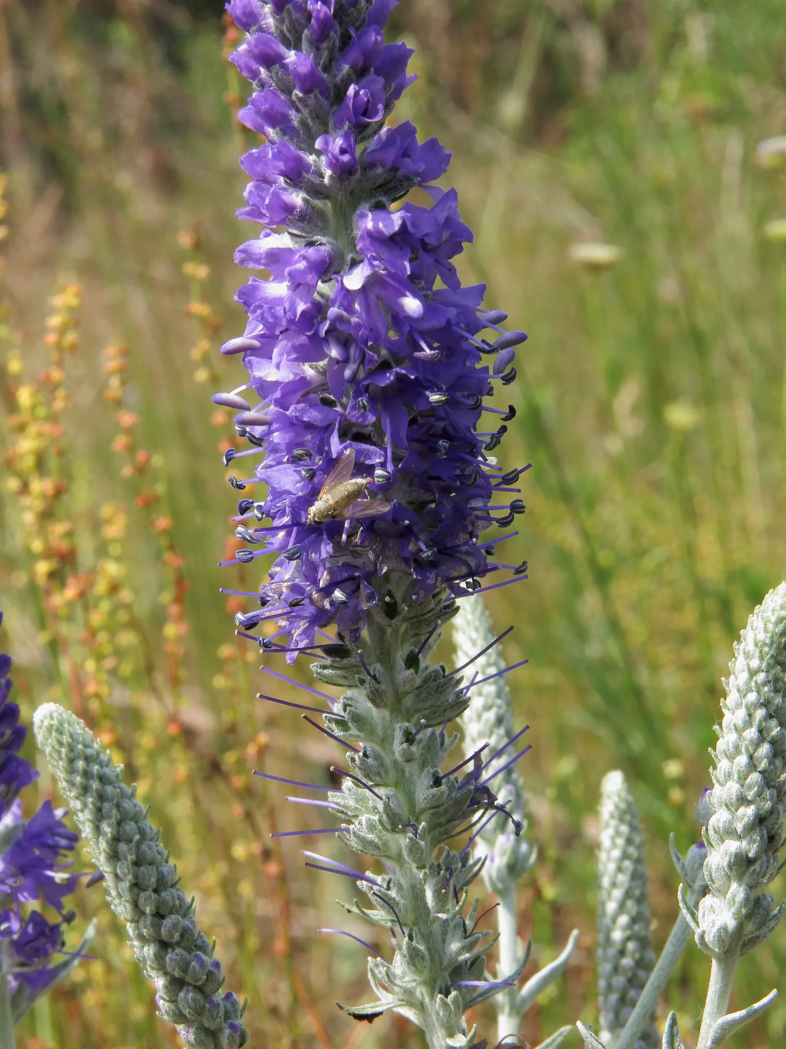 Woolly Or Silver Speedwell (Veronica Spicata Incana) — This plant is particularly noted for its silvery-grey foliage and vibrant spires of cobalt, image 31