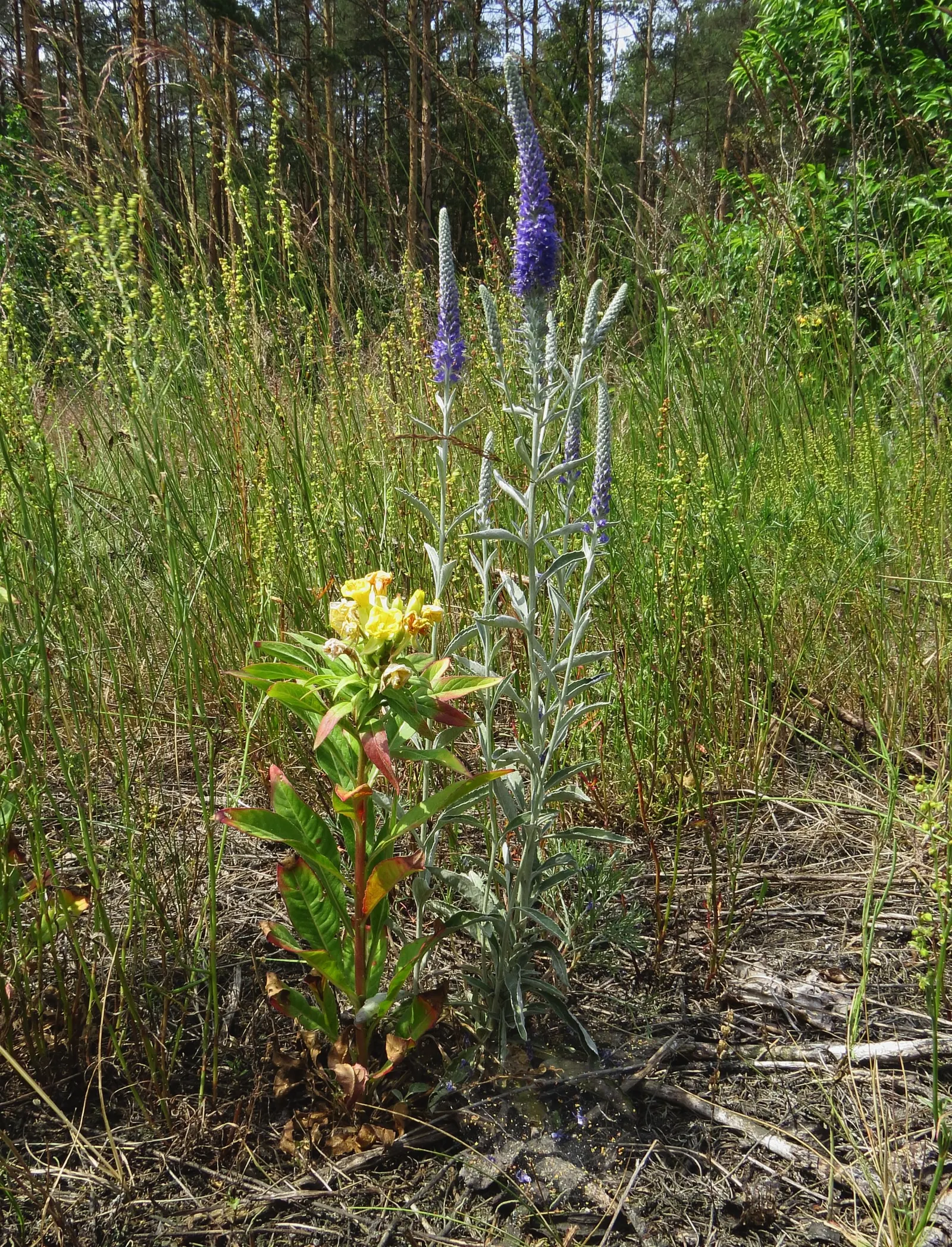 Woolly Or Silver Speedwell (Veronica Spicata Incana) — this plant thrives in full sun to part shade and prefers well-drained soil; bloom time spans early to