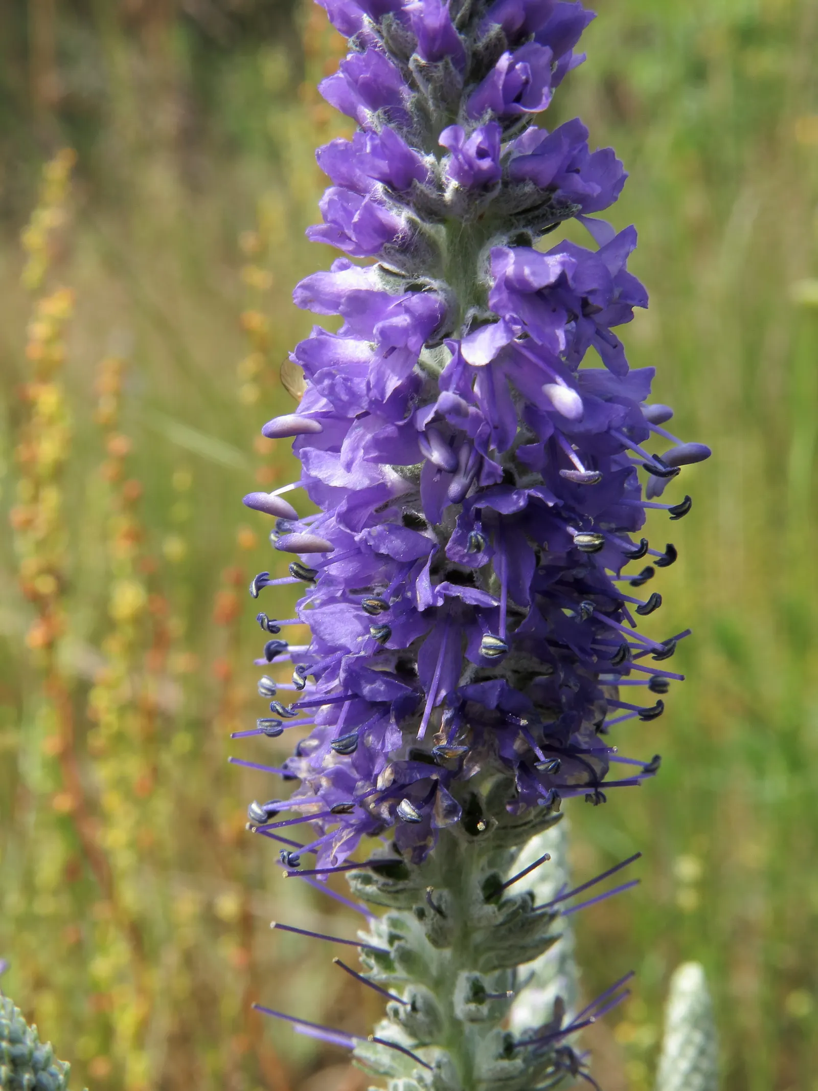 Woolly Or Silver Speedwell (Veronica Spicata Incana) — Ideal for borders, rock gardens, and as ground cover, it offers low maintenance allure with, image 28