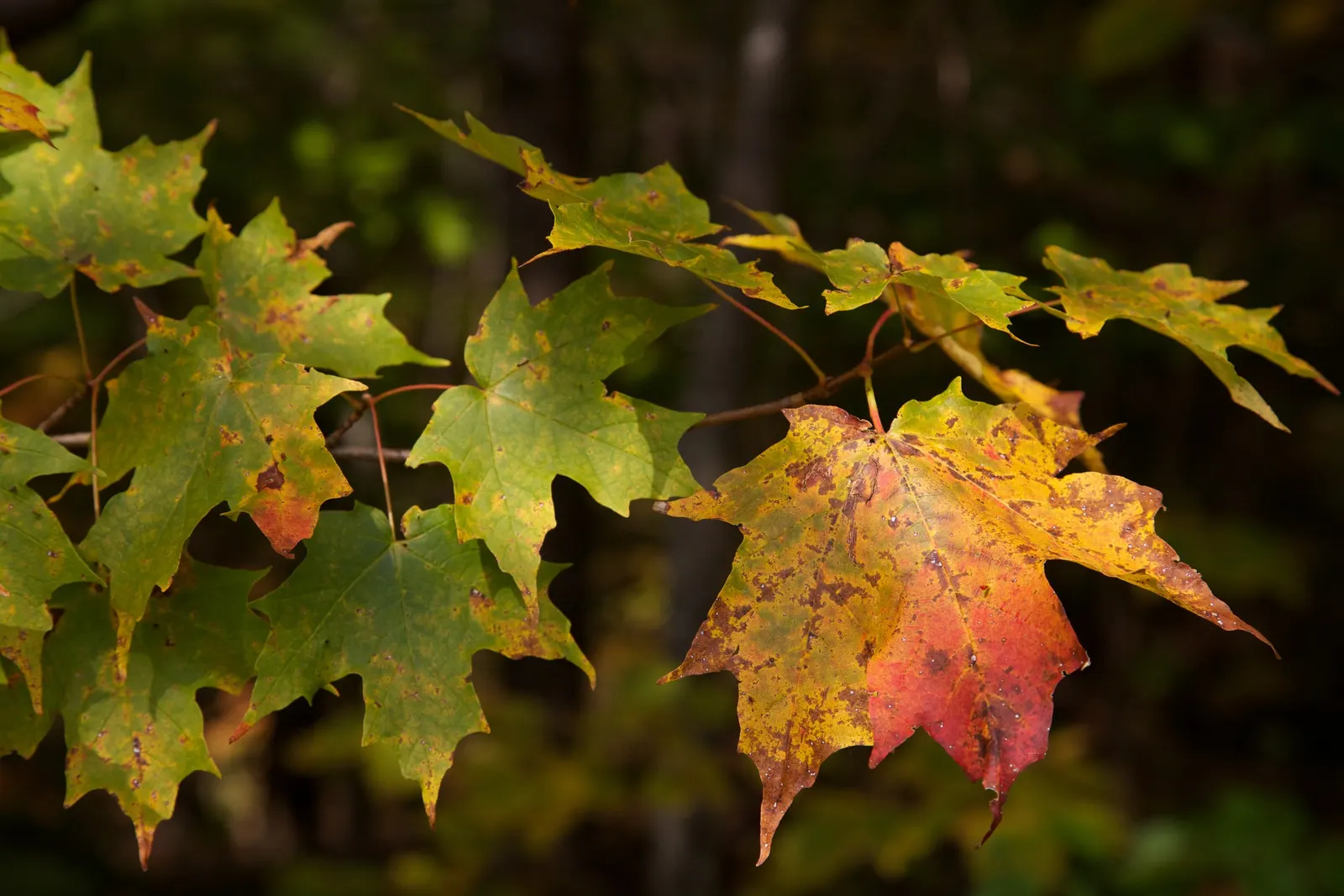 Green Mountain Sugar Maple (Acer Saccharum 'Green Mountain') — it's an ideal specimen for striking seasonal interest and shade