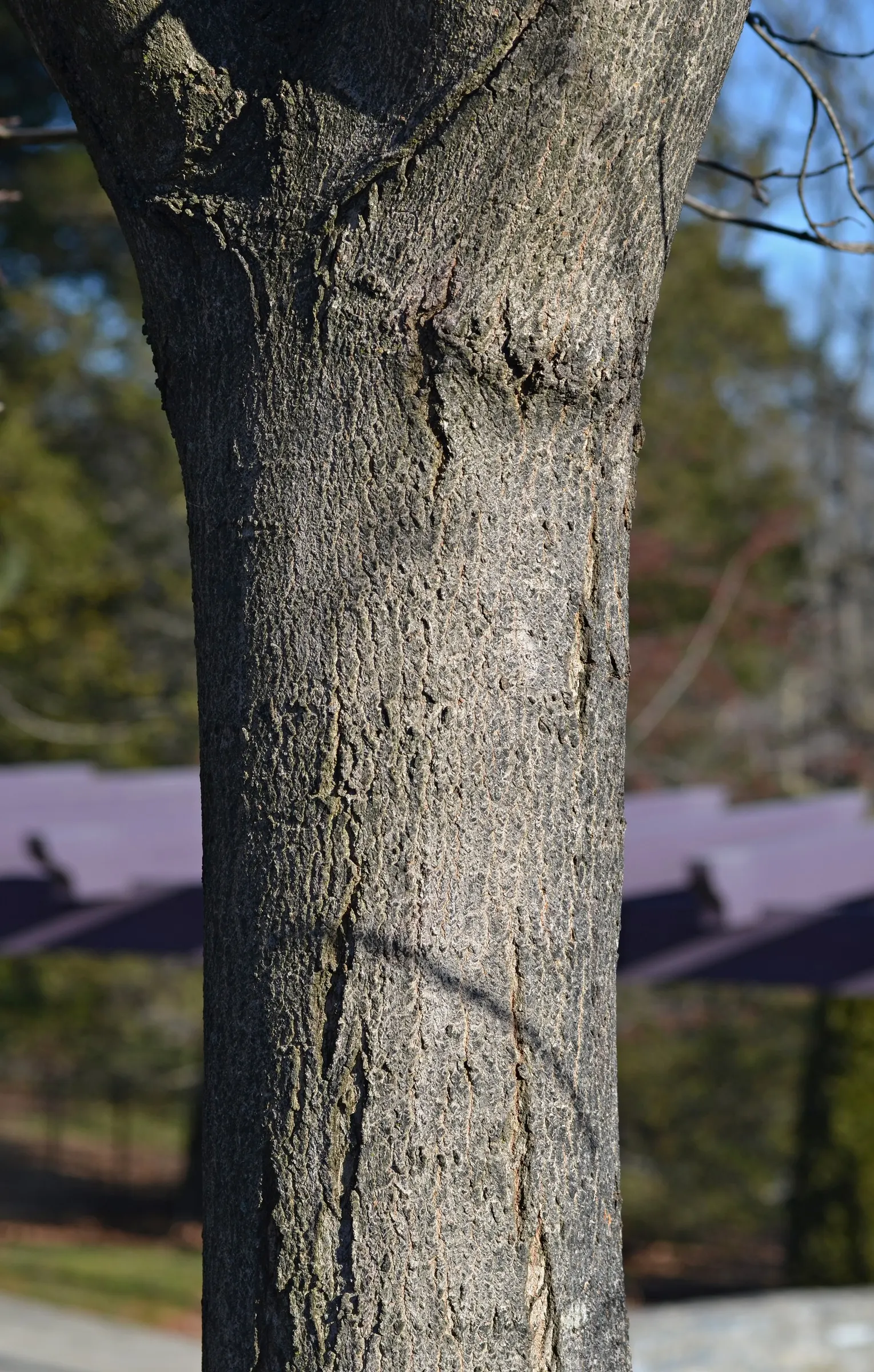 Green Mountain Sugar Maple (Acer Saccharum 'Green Mountain') — Heat and drought-resistant